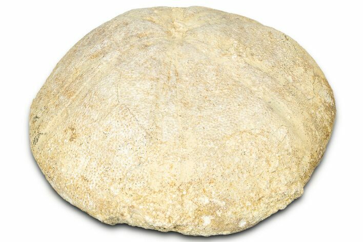 Jurassic Sea Urchin (Clypeus) Fossil - England #325947